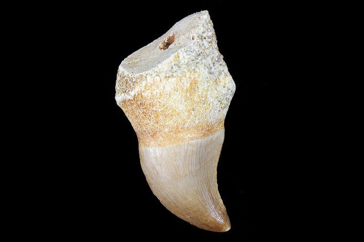 Halisaurus Tooth (Mosasaur) #73261